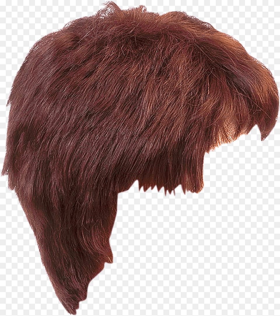 Hair Men Hairstyle Transparent, Animal, Bear, Mammal, Wildlife Free Png