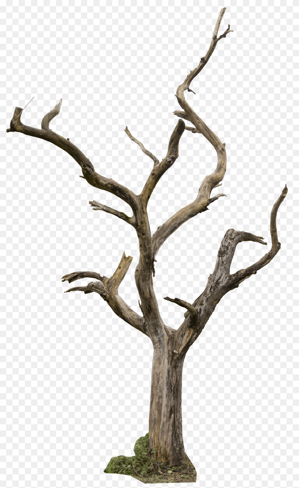 Hair Style Tree Png Image