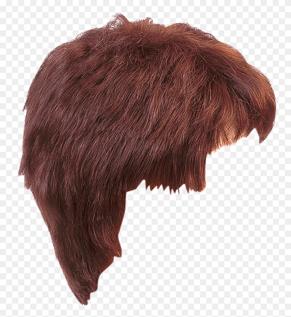 Hair Styles Hairstyle, Animal, Bear, Mammal, Wildlife Free Png