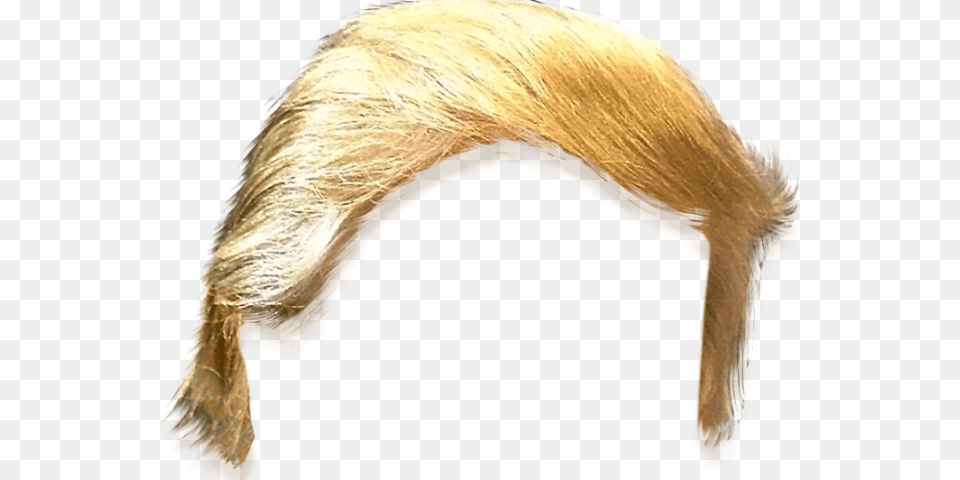 Haircut Clipart Trump Trump Hair, Animal, Bear, Mammal, Wildlife Free Transparent Png