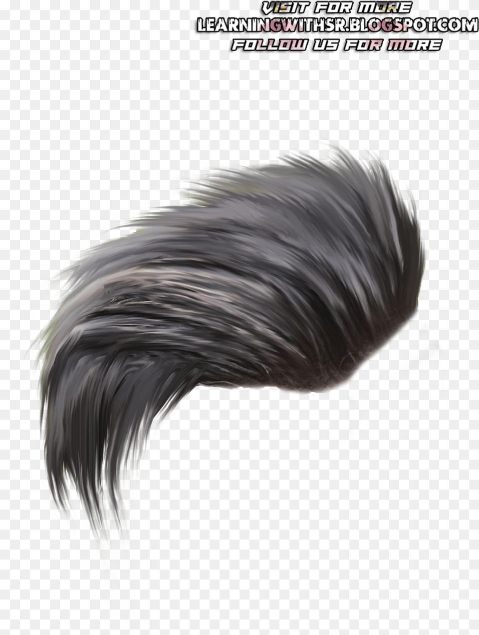 Hairhairstyleblack Hairfeatherfashion Accessorylong Stylish Picsart Hair, Animal, Bird, Art, Graphics Free Transparent Png