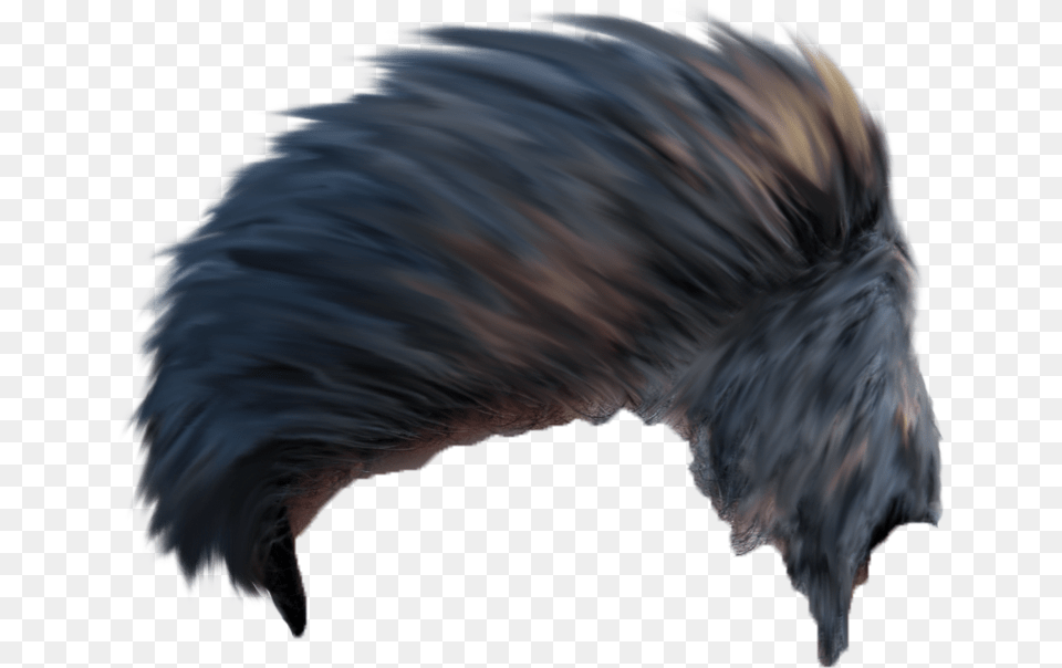 Hairstyles For Picsart Editing, Animal, Bird, Nature, Night Png Image