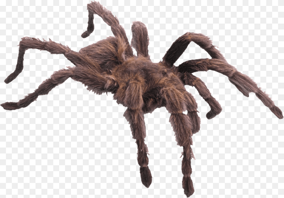 Hairy Brown Spider Minibeast Has Six Legs, Animal, Invertebrate, Insect, Tarantula Png Image