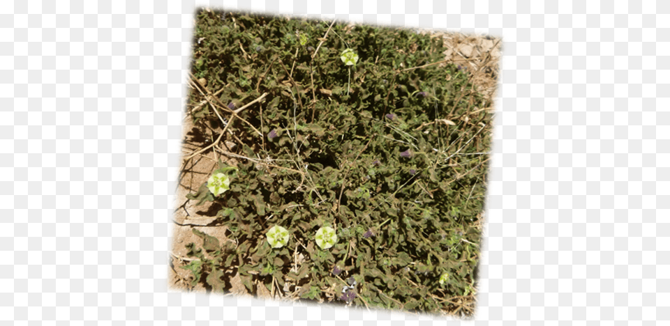Hairy Five Eyes Often Found In More Disturbed Areas Liverwort, Flower, Geranium, Herbal, Herbs Png Image