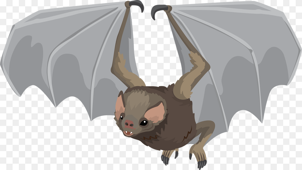 Hairy Legged Vampire Bat Clipart, Animal, Mammal, Wildlife Png