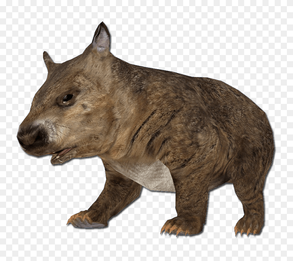 Hairy Nosed Wombat, Animal, Canine, Dog, Mammal Png Image