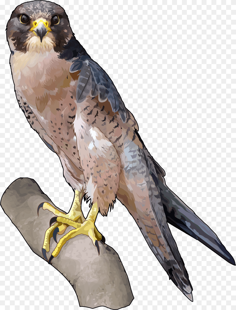 Halcon Tagarote Ecoisla Fuerteventura Falcon, Animal, Beak, Bird, Buzzard Png Image