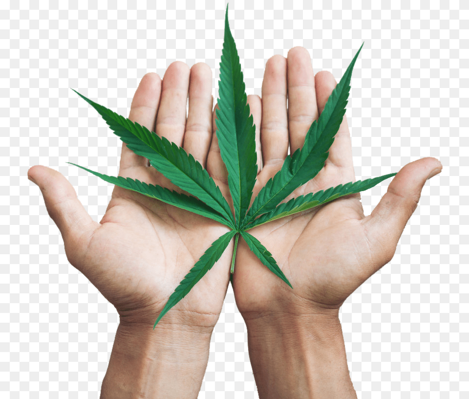 Halcyon Holdings Hemp Leaf In Hands Cannabis Leaf Hand, Plant, Body Part, Finger, Person Png