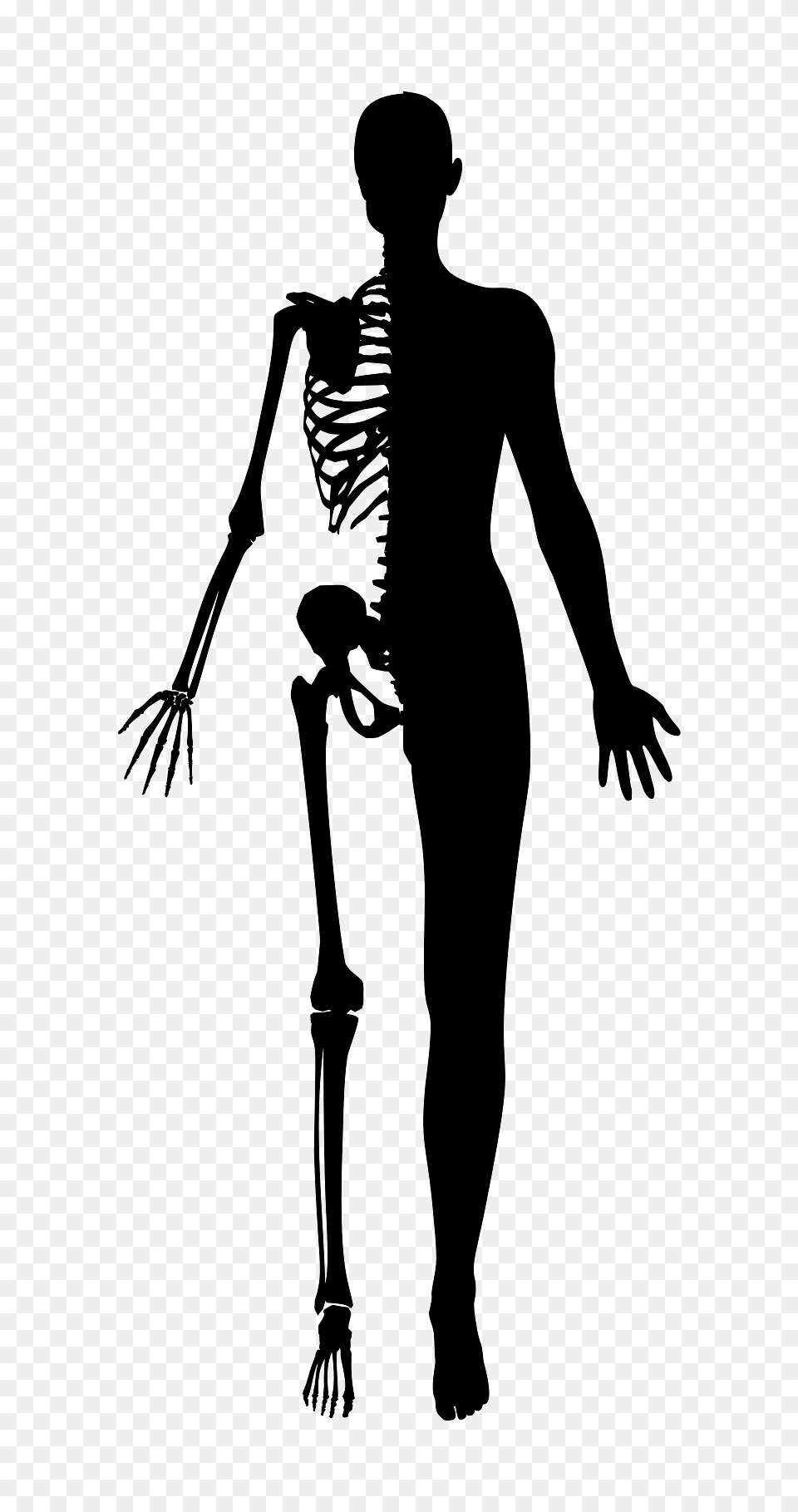 Half Body Half Skeleton Of A Woman, Adult, Male, Man, Person Free Png