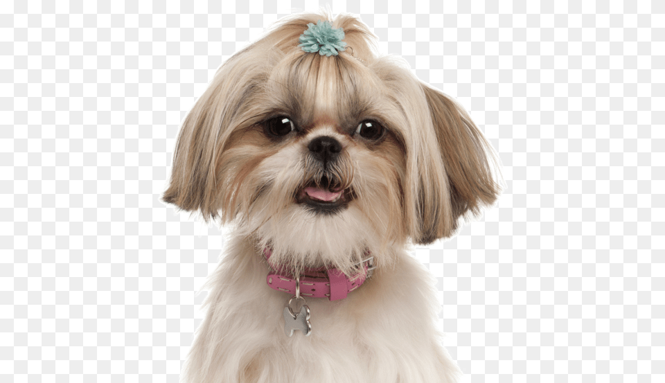 Half Chihuahua Half Shih Tzu, Animal, Canine, Dog, Mammal Free Png Download