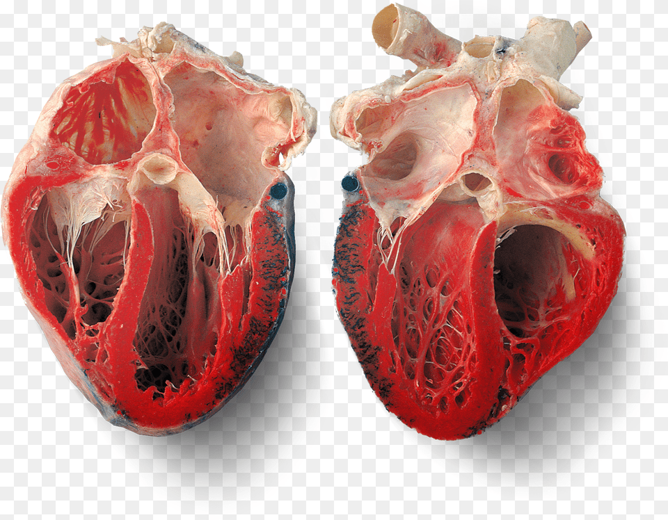 Half Heart Transparent Inside Of A Real Heart, Animal, Fish, Sea Life, Accessories Free Png Download