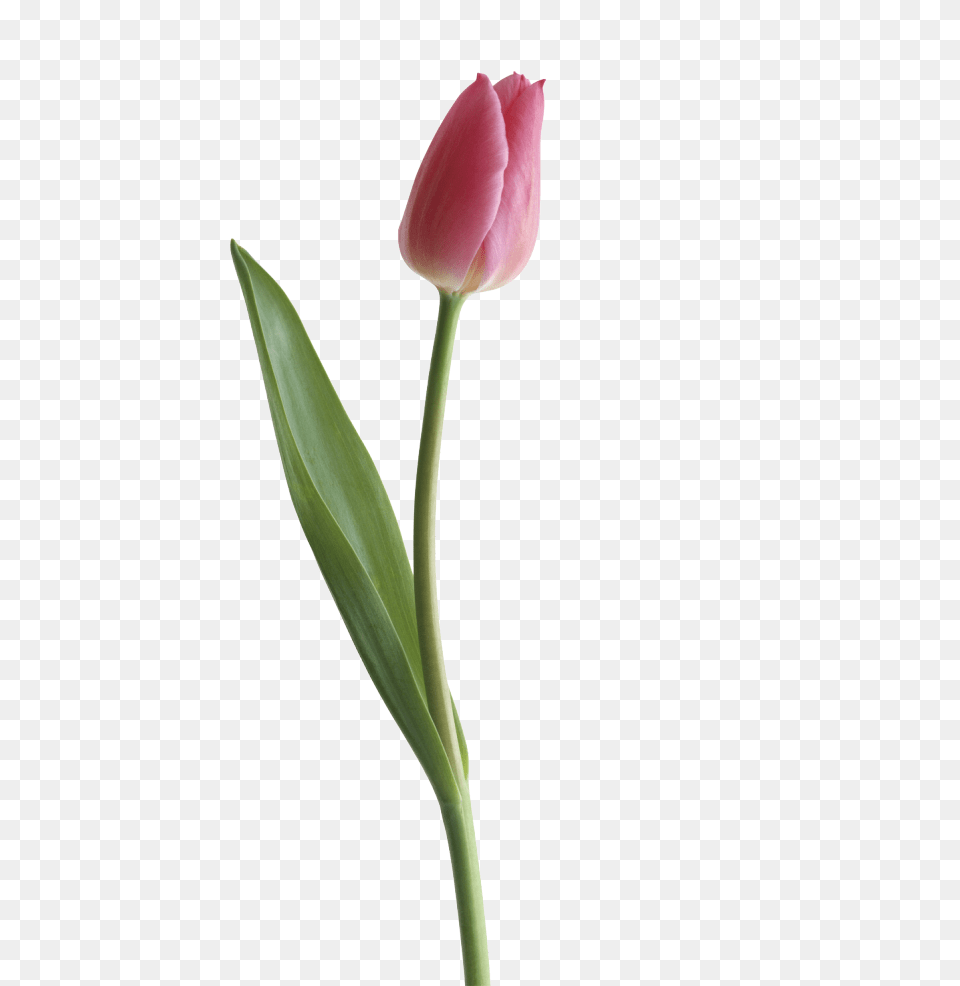 Half Life Clipart Tulip, Flower, Plant Free Transparent Png