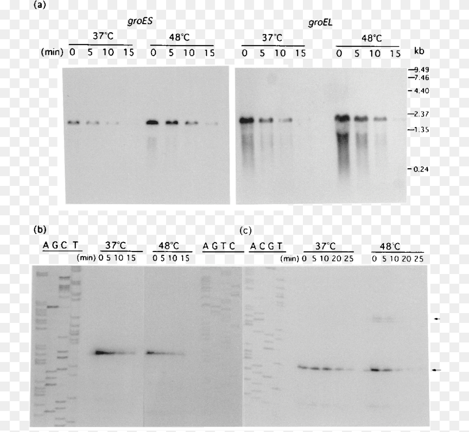 Half Life Of Groe Mrna Monochrome, Chart, Plot Free Transparent Png