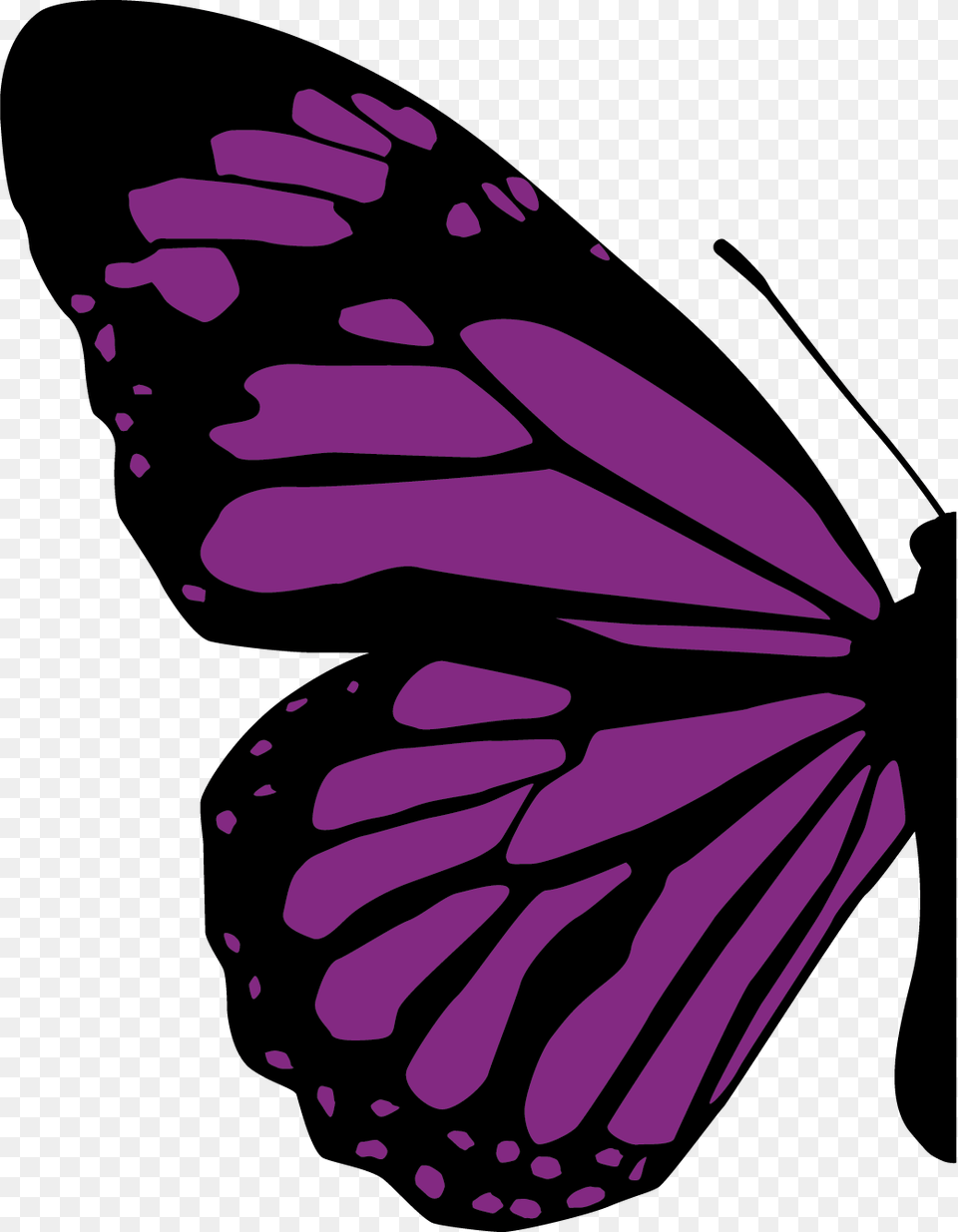 Half Of Butterfly, Animal, Insect, Invertebrate, Person Png Image