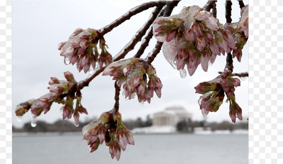 Half Of Washington39s Cherry Blossoms Dead After Cold Washington Dc, Flower, Plant, Cherry Blossom, Petal Png Image