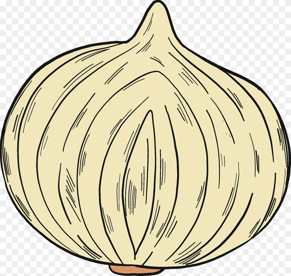 Half Onion Clipart, Food, Produce, Garlic, Plant Png Image