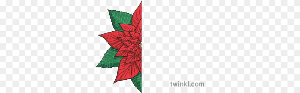 Half Poinsettia Flower Leaves Plant Christmas Xmas Festive Illustration, Leaf, Dahlia, Art, Person Png