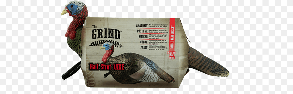Half Strut Jake Turkey, Animal, Bird, Fowl, Poultry Png
