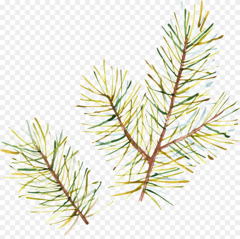 Half Withered Leaves Transparent Two Needle Pinyon Pine, Conifer, Fir, Plant, Tree Png