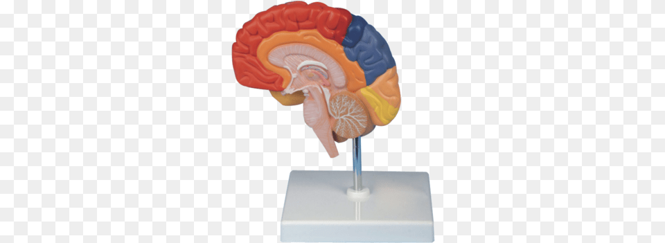 Halfcolour Human Brain Model Brain, Food, Sweets Png