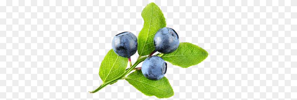 Halfway Acres, Berry, Blueberry, Food, Fruit Png