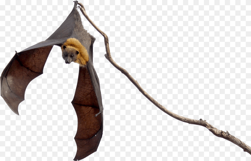 Halloween Bat Bats, Animal, Mammal, Wildlife, Bird Png Image
