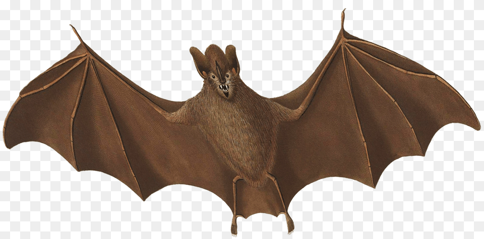 Halloween Bat Flying Bat, Animal, Mammal, Wildlife Free Transparent Png