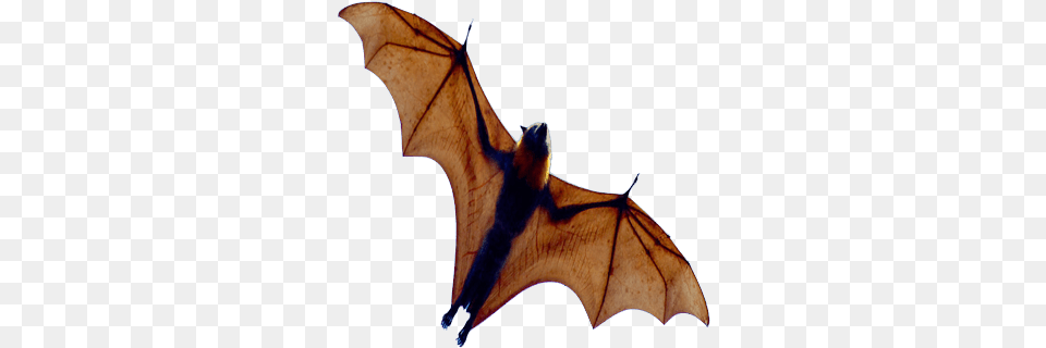 Halloween Bats Clipart Images, Animal, Mammal, Wildlife, Bat Free Png Download