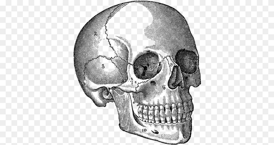 Halloween Black And White Skull, Gray Png