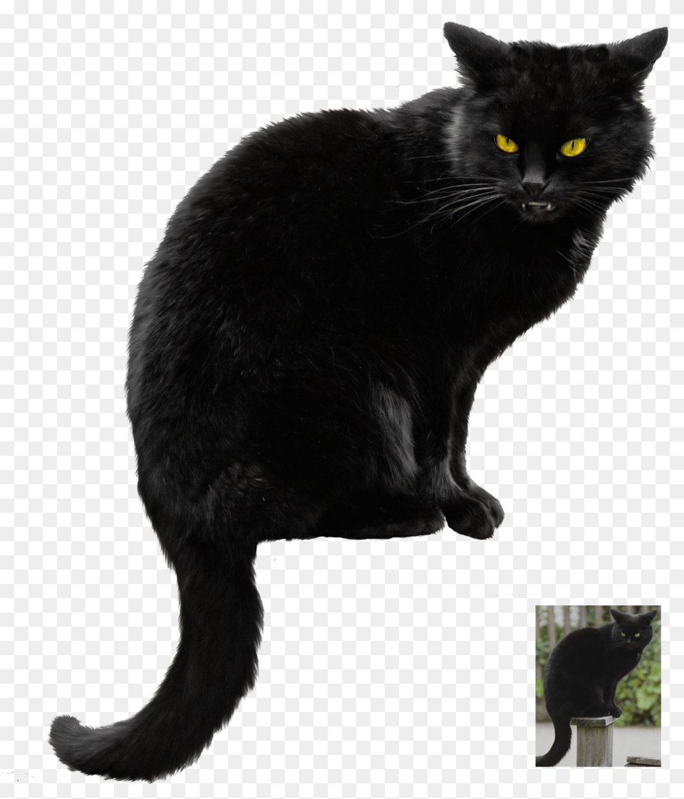 Halloween Black Cat Vector Photo Black Cat Transparent Background, Animal, Black Cat, Mammal, Pet Free Png