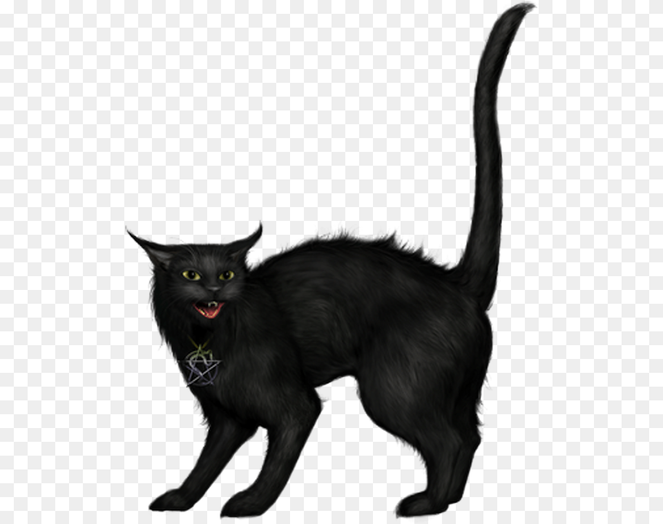 Halloween Cat, Animal, Black Cat, Mammal, Pet Png