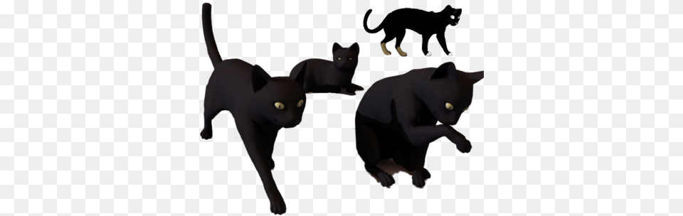 Halloween Cat Black Cats, Adult, Person, Man, Male Free Png Download