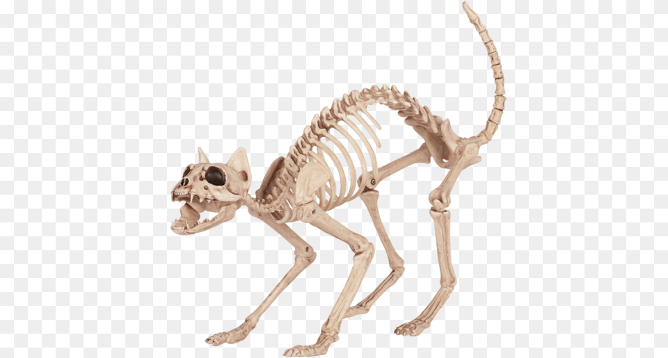 Halloween Cat Skeleton Skeleton Cat Halloween Prop, Animal, Antelope, Mammal, Wildlife Free Png