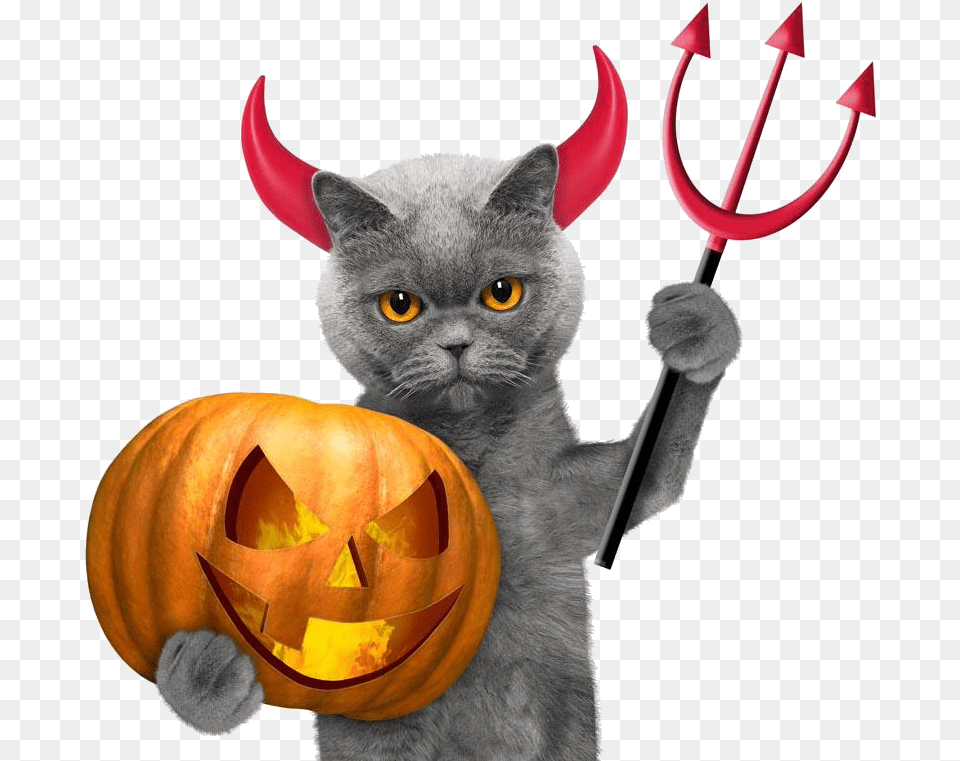 Halloween Cat Wallpaper Los Gatitos En Halloween, Animal, Mammal, Pet, Festival Free Png Download