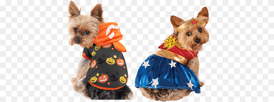Halloween Christmas Yorkie With Hotdog Costume, Animal, Canine, Dog, Mammal Png
