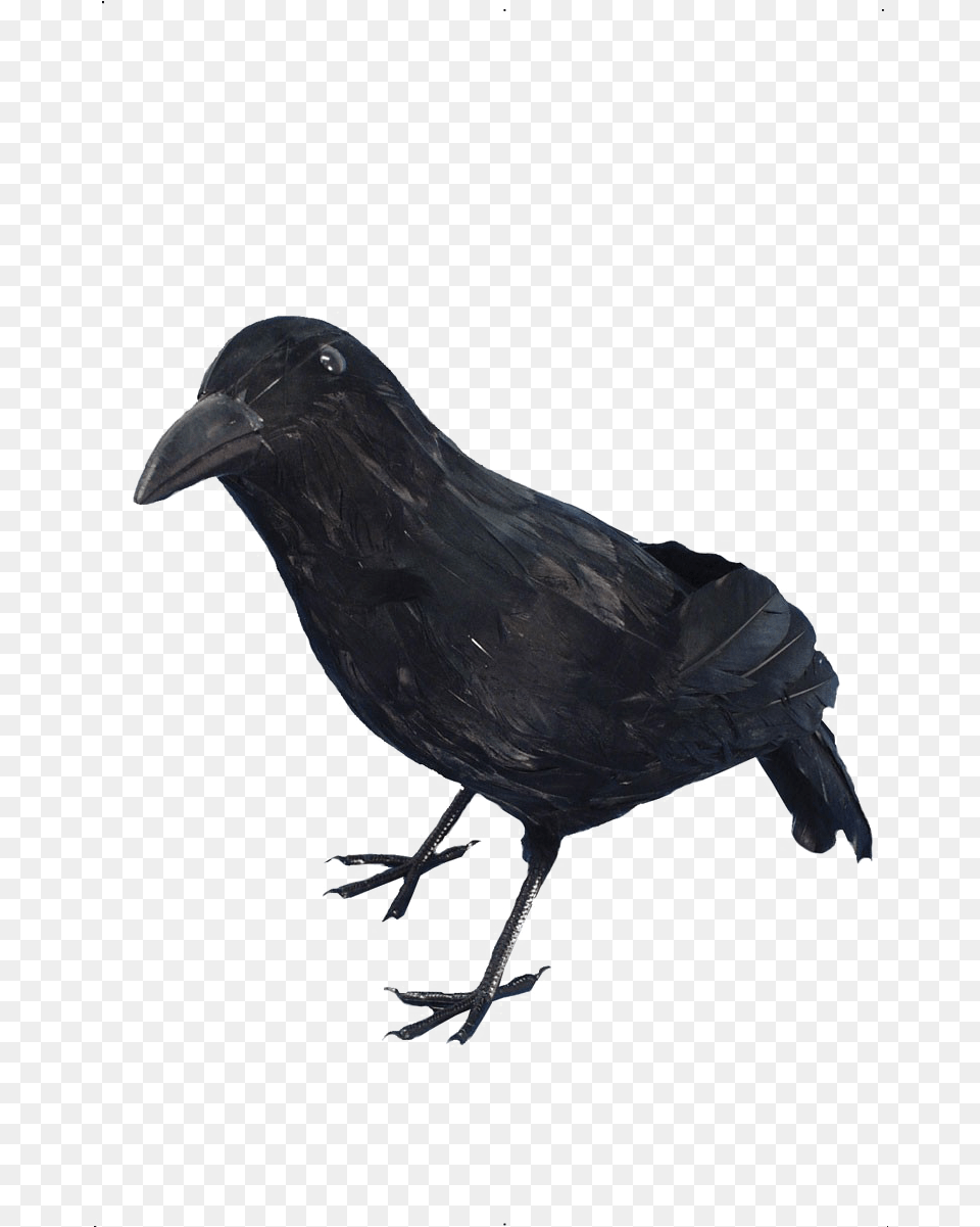 Halloween Crow Arts Kraai Halloween, Animal, Bird, Blackbird Free Png Download