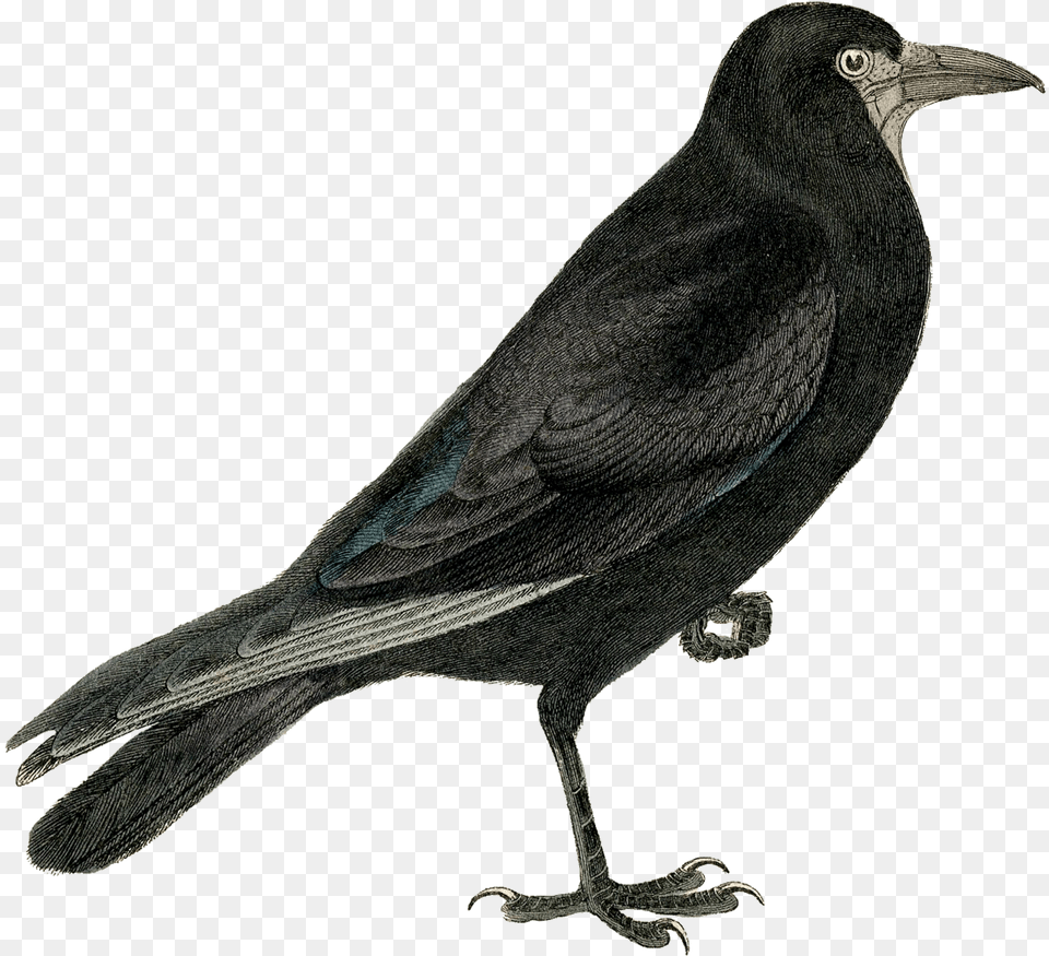 Halloween Crow Download Image California Quail Background, Animal, Bird, Blackbird Png
