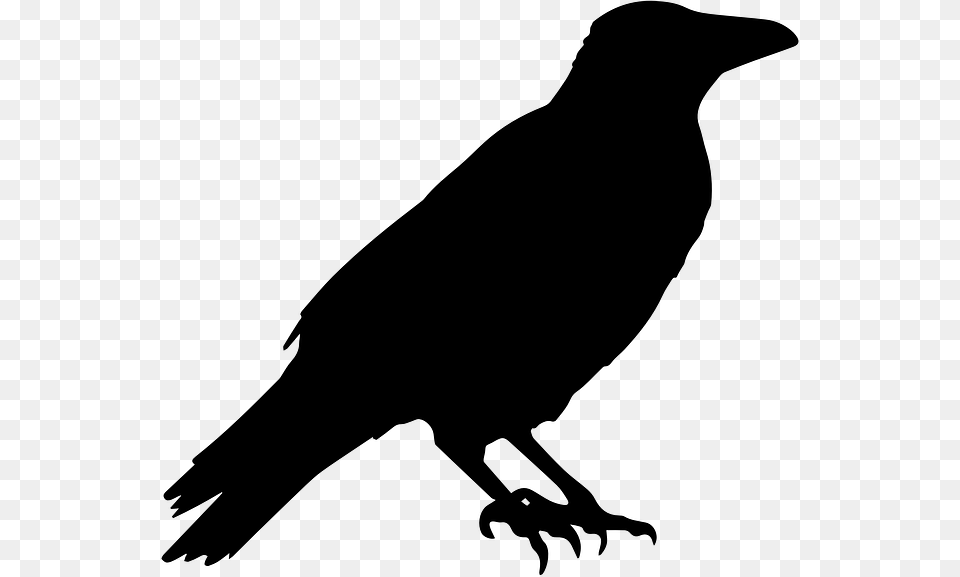 Halloween Crow Picture, Gray Free Png