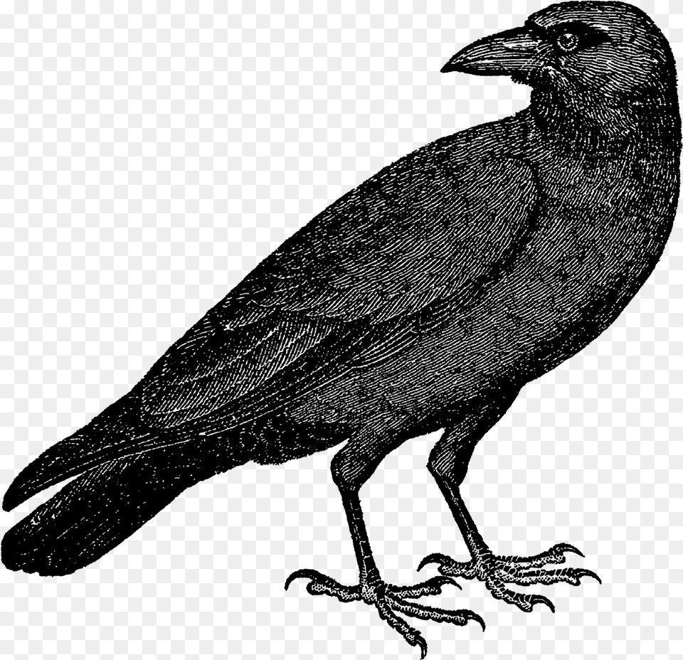 Halloween Crow Vector Transparent Background Crow Vector, Nature, Night, Outdoors, Lighting Free Png