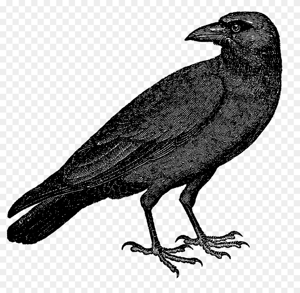 Halloween Crow Vector Transparent Background Vector, Nature, Night, Outdoors, Lighting Free Png