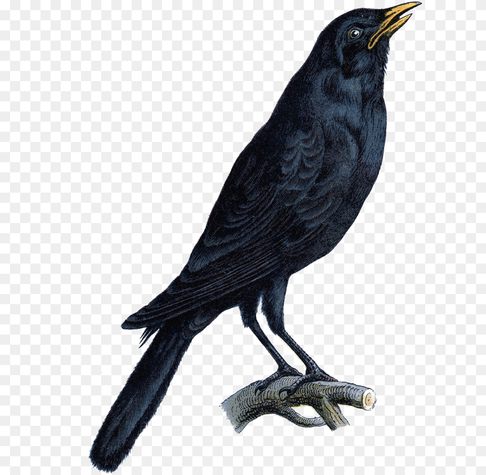 Halloween Crow Vector Photo Halloween Crows Painting On A Book Page, Animal, Bird, Blackbird, Beak Png Image