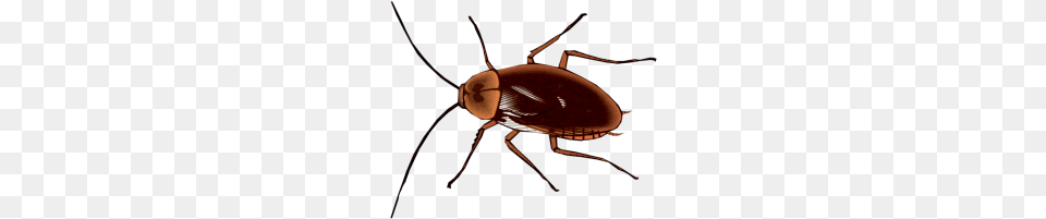 Halloween Graphics, Animal, Cockroach, Insect, Invertebrate Free Transparent Png
