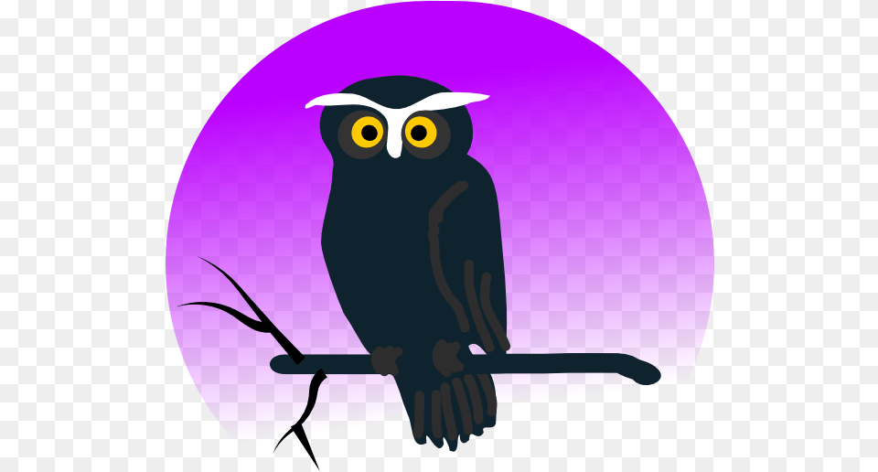 Halloween Owl Images, Animal, Bird, Clothing, Hat Png