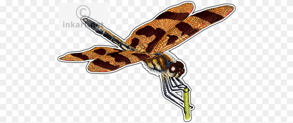 Halloween Pennant Dragonfly Art Decal Halloween Pennant Dragonfly Throw Blanket, Animal, Insect, Invertebrate Png