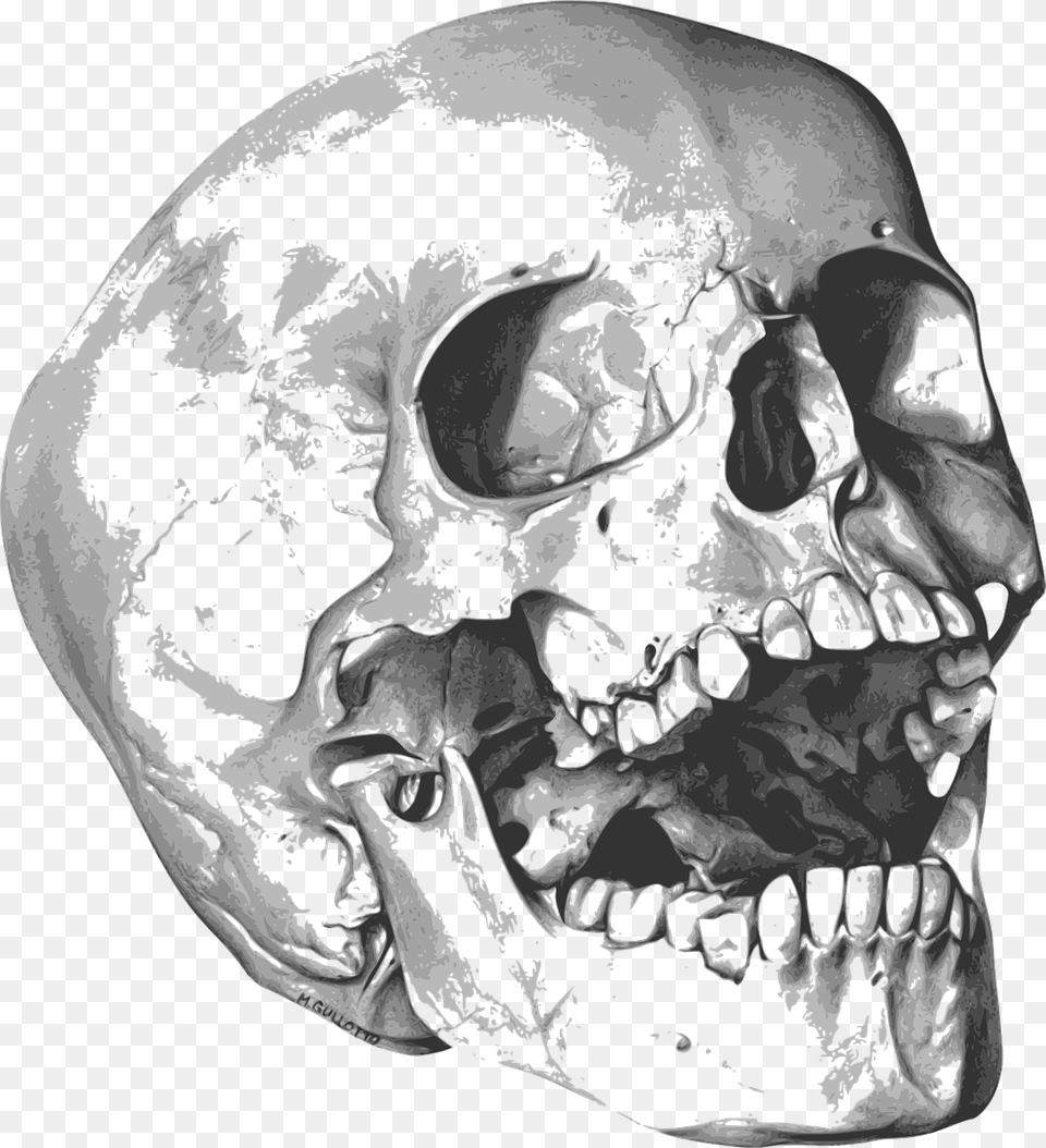 Halloween Skeleton, Ct Scan, Adult, Male, Man Free Png