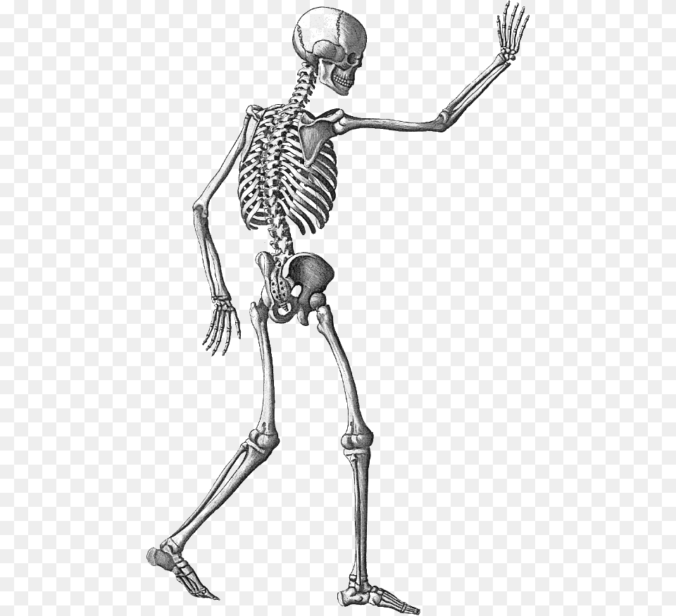 Halloween Skeleton Image With Transparent Background Skeleton Transparent Background, Adult, Female, Person, Woman Free Png