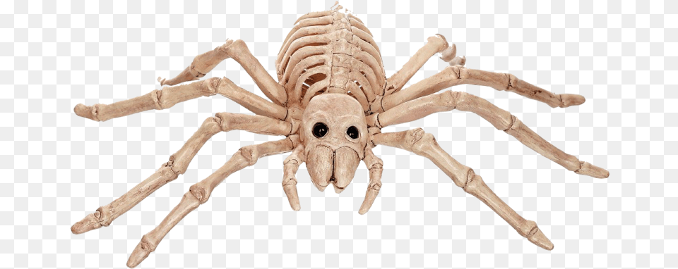 Halloween Skeleton Spider, Animal, Insect, Invertebrate Png