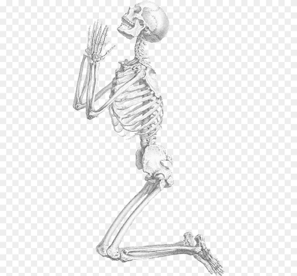 Halloween Skeleton Transparent Background Skeleton Png