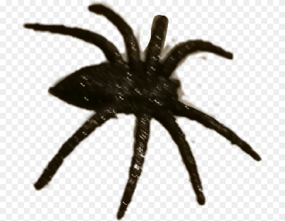 Halloween Spider Spooky Scary Wolf Spider, Animal, Invertebrate, Insect, Tarantula Free Transparent Png