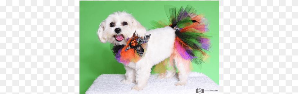 Halloween Spider Tutu Halloween, Animal, Canine, Dog, Mammal Free Png